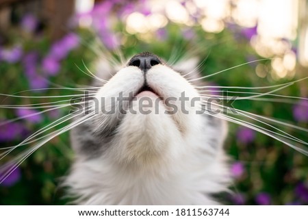 mouth and nose of a young maine coon cat looking up with long whiskers on floral background Royalty-Free Stock Photo #1811563744
