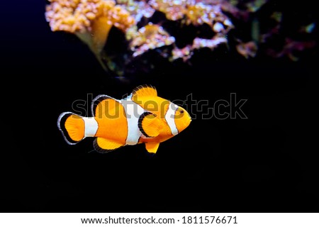 Bright orange coral fish, with three white stripes. Clown Ocellaris, Amphiprion ocellaris, marine aquarium fish, isolated on black background with part of a coral reef. Royalty-Free Stock Photo #1811576671
