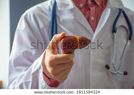 A doctor, hepatologist or gastroenterologist shows an anatomical, reduced model of the liver to the camera from the front or to the patient. Gastroenterology photo concept Royalty-Free Stock Photo #1811584324