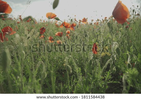 Wild poppy field in summer -wind blowing.