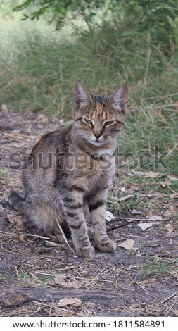 tabby cat resting in the grass