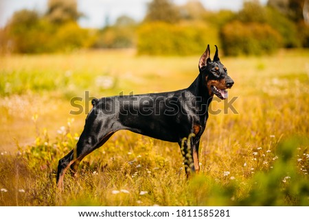 Doberman puppy is growing up Royalty-Free Stock Photo #1811585281