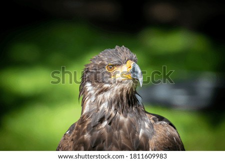 A Bald Eagle keeping lookout