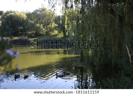 Weeping willow hanging over a green lake pierced by the sun