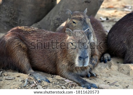 Capybara family resting in the shade