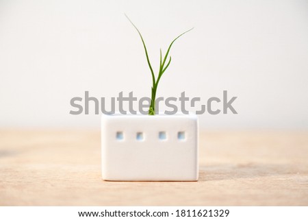 Nolina bokarnea young sprout in a rectangle pot