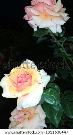 Beautiful yellow rose, on a black background