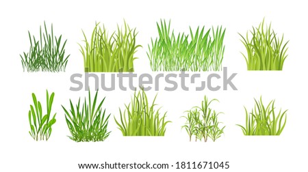 Set realistic vector grass. Bush of fresh grass of various shapes. Isolated element for design, nature landscape illustration.