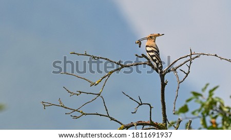 Hoopoe, bird with an insect mouth, perched on the trunk