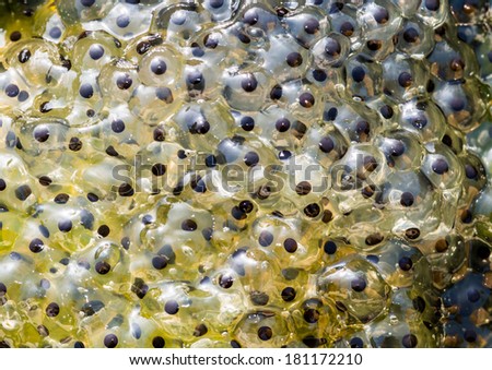 A macro shot of some frogspawn in a pond. Royalty-Free Stock Photo #181172210