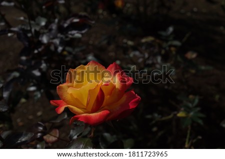 Yellow blend Flower of Rose 'Charleston' in Full Bloom
