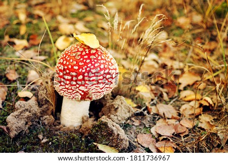 Bright red mushroom fly agaric in autumn forest, close up, soft focus