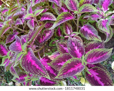 Miana or Coleus atropurpureus is a beautiful plant. The color of Miana leaf is green, pink, purple and red.