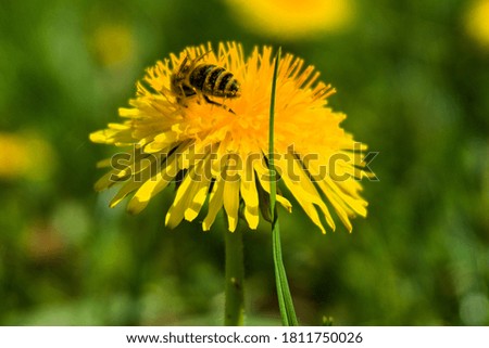 bee sitting on a flower summer honey