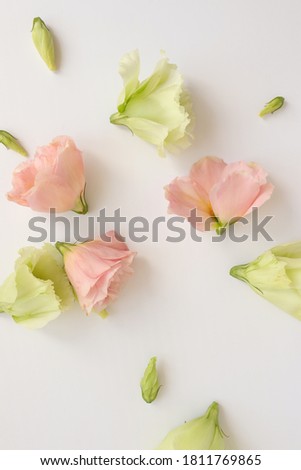 Eustoma fresh flowers flat lay, tender pastel floral photography background