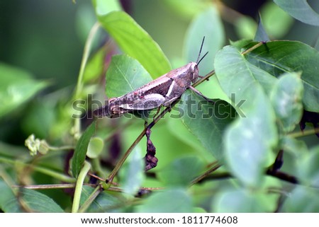 Close up picture of Grass hopper in Green grass