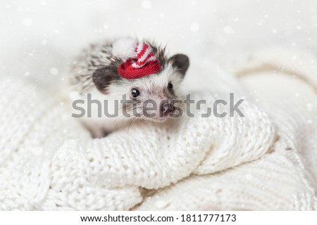 cute African hedgehog with a red santa hat lies on a white knitted blanket with bright snowflakes. cute christmas animals. new year card