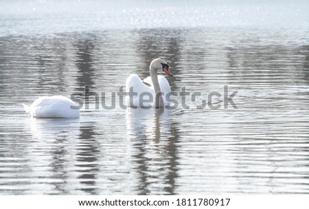 Two swans on the water. One has a head submerged under water.

