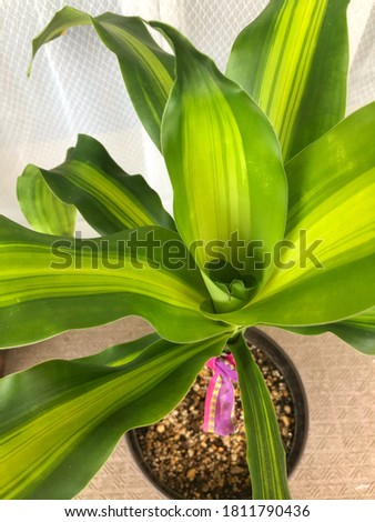 Top view of corn plant for decoration and background ideas