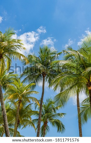 Coconut trees over bright blue sky
