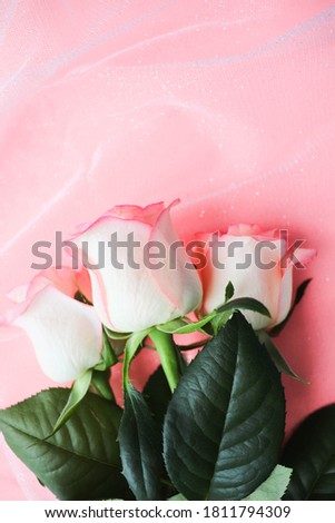 romantic composition. pink roses on pink background