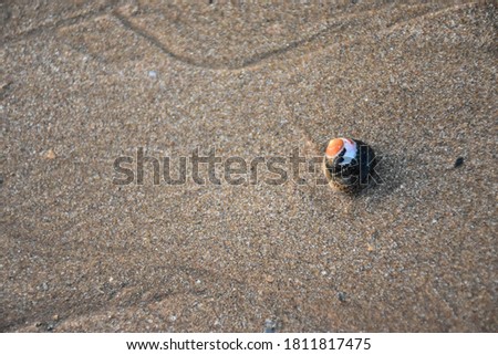 Seahell on one side of the picture in a beach sand background
