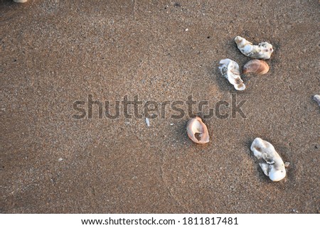 Seahells on one side of the picture in a beach sand background
