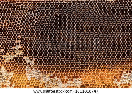 Close-up of a honeycomb filled with honey and wax cap residue before extraction