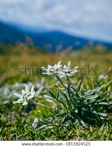a picture of edelweiss with great background