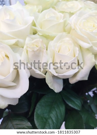 
Bouquet of white roses flowers, delicate buds on a background of green foliage