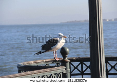 Seagull in the shore of San Francisco Bay