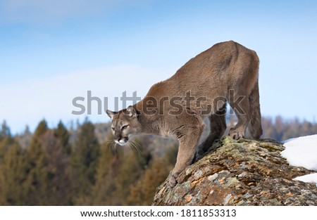 Cougar or Mountain lion (Puma concolor) walking on top of rocky mountain in the winter snow 