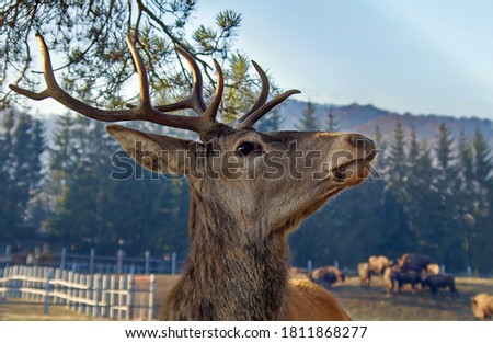 Portrait of beautiful deer with bison in the background. Wild animals
