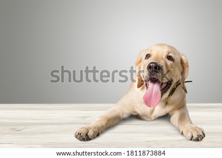 Beautiful domestic happy dog pet