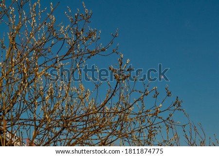 orange fluffy twigs of pussy willow on a tree in the light of sunset, against a blue sky with a moon in spring in April
