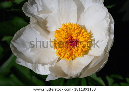 Fragrant white and yellow peony flower in bloom