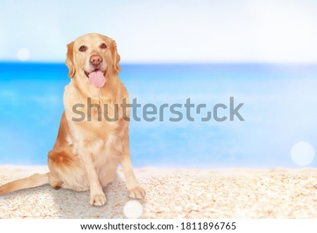 Cute dog walking and playing on the beach in summer