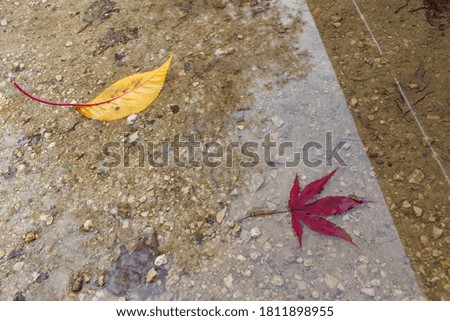Two autumn leaves on abstract city street puddle water surface  