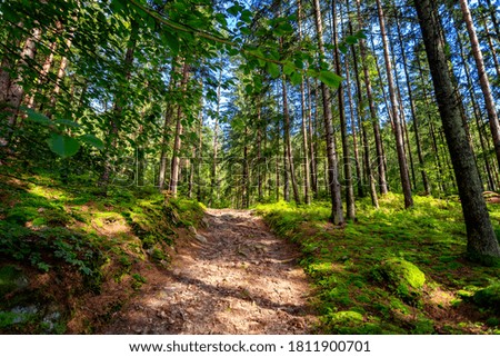 Forest road, on a sunny day, going up, surrounded by trees