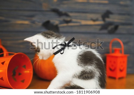 Cute kitten playing at Jack o lantern candy bucket  on background of pumpkin with bats. Trick or treat! Kitten posing at holiday decorations, celebrating halloween at home