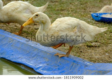 Close up picture of duckling turn into duck stage going to drink water in the poultry.