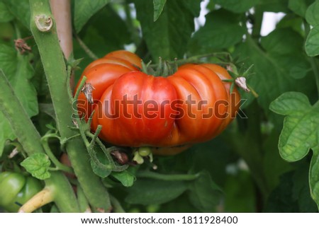 A close up of a beef tomato growing on the plant