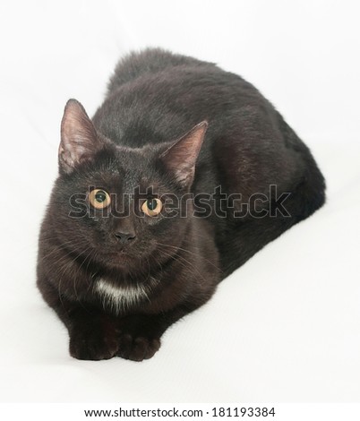 Black cat with yellow eyes and white spot on the chest is looking up on gray background