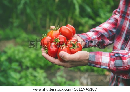 A man farmer holds a crop of tomatoes in his hands. Selective focus. nature. Royalty-Free Stock Photo #1811946109