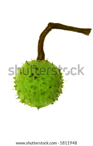 green chestnut isolated