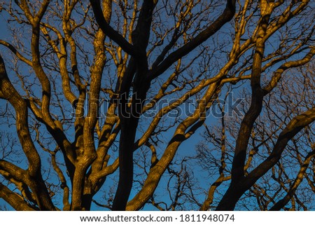 graceful slender trees with wavy branches and golden trunks in the light of the setting sun and shadows against the blue sky in spring