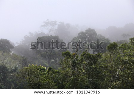 Brazil - misty jungle in Mata Atlantica (Atlantic Rainforest biome) in Serra dos Orgaos National Park (Rio de Janeiro state). Royalty-Free Stock Photo #1811949916