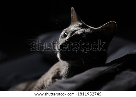 a grey cat on the sofa