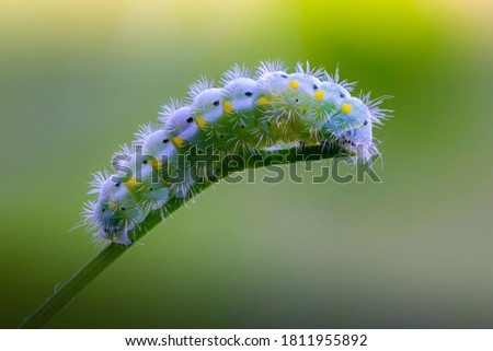 Caterpillar of butterfly zygaena viciae emerald color with yellow dots sits on the grass stalk Royalty-Free Stock Photo #1811955892