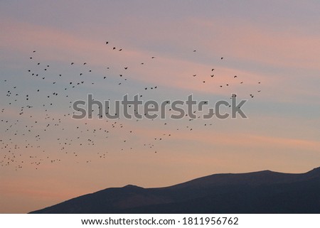 Flock of birds flying at dusk. There are pink cirrus clouds in the sky